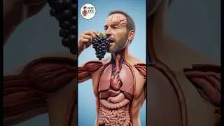 Eating Grapes What happen in body 😲 | 3d Anatomy | @SciePro #shorts