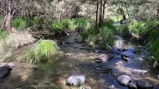 Carnarvon Gorge - 098