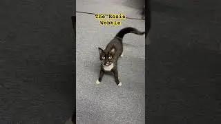 Needy CH Cat 😁 #shorts #youtubeshorts #cerebellarhypoplasia #cat #chcats #pets
