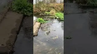 Река. Природа. Я прощаюсь с этим местом надолго. #life #nature #природа #наприроде #река #подпишись