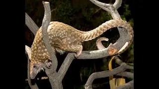 TOP10 UNIQUE ANIMALS WITH PREHENSILE TAILS