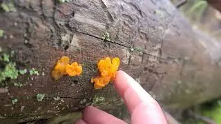 Finding Witch's Butter on a Downed Fir Tree Near Telluride, Colorado