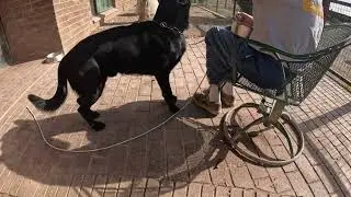 Dog learning the meaning of the clicker