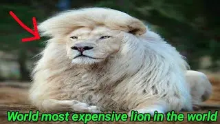 World's most expensive lion in the world |दुनिया का सबसे खतरनाक शेर #short #viralshort