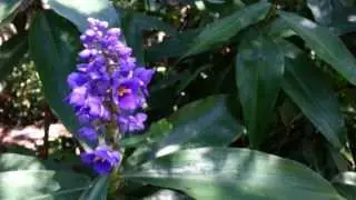 Blue Ginger - Dichorisandra thyrsiflora HD 01