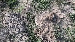 Brasil Fazendas e Negócios Lote rural 20 Alqueires  Região de Altamira Pará  Ct 9399101-0511 
