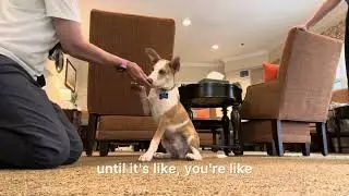 Sunny. deaf pup. high five. intro