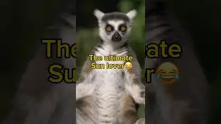 The ultimate sun lover monkey (ring tailed lemurs) #animal #animals #ringtailedlemur