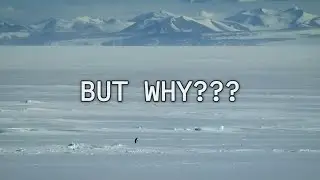 The lonely penguin into the mountains....🔥💫 But why? Nilhist penguin but one of them caught our eye