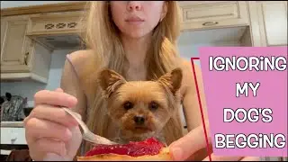 Ignoring My Dog&rsquo;s Begging
