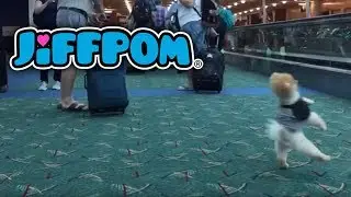 Jiffpom Explores PDX Portland Airport