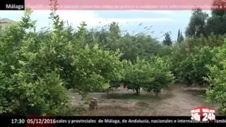 M&aacute;laga 24h TV - Asaja comienza la valoraci&oacute;n de da&ntilde;os agr&iacute;colas