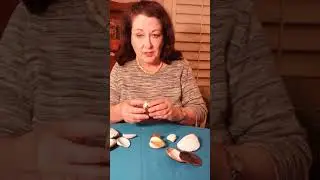 Intro to Bivalves: Part 1 of 3