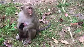 Newborn Monkey Looks So Pretty and Healthy-Baby Monkey Life