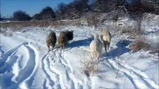 Тебенёвка.  Выпас скота зимой.