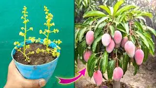 unique method grow mango tree from cutting 💯% success