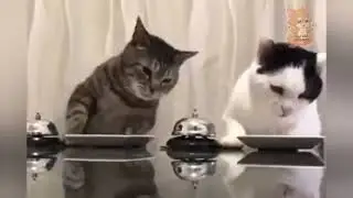 Cat intelligence