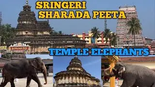 SRINGERI SHARADA PEETHA | SRINGERI TEMPLE ELEPHANTS PAYING RESPECT TO SHARADAMBE|ELEPHANTS|SRINGERI|