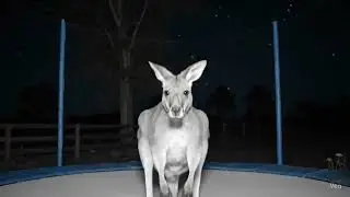 Night Vision Kangaroo Bounce | AI Wildlife Camera Scene 🦘🌙