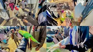 Aaj Mirpurkhas Birds Mandi Me Shopping  Karne Gahay Birds Ki 😍 | Mirpurkhas Birds Market 😱