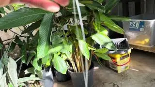 AIRPLANT DIY HANGER #diy #practical -#shortvideo #airplants