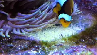 Breeding True Percula Clownfish - 1 Day Old