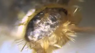 Silverfish