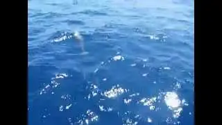 Delfini a prua