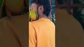 Tamed Sun Conure❤️🦜#viral #youtubeshorts #reels #trending #conure #sunconure #aviary #birds #pets
