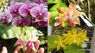 Jenis Jenis Anggrek Bulan !! Untuk Pemula !