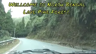 Wellcome to North Bengal, Lava Pine Forest