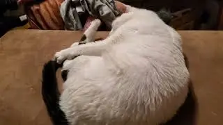 Biyu the Cat. short version. Unruly tail gets pinned down by ferocious animal.
