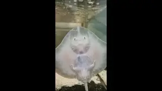 Baby Thornback Ray Moving Against Tank Glass