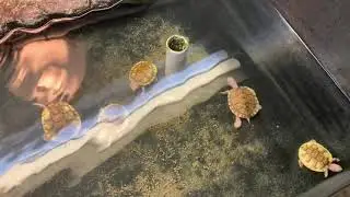 Feeding Aquatic Turtle Morphs, Albino Turtles