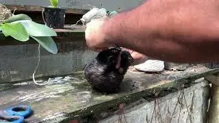 VAMOS FAZER KOKEDAMA DE PHALAENOPSIS