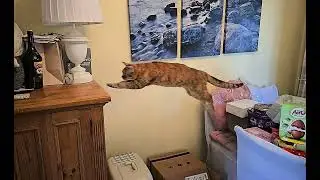 Slow Motion Pussy Cat 318