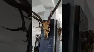 Deer antlers | Deer skull