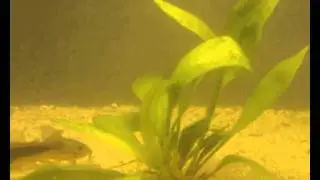 PL 15W lighted plant test (20 days)