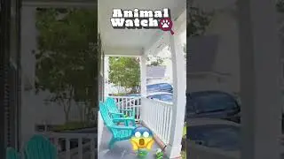Animal acting strange #funny #trending #viralvideo #ytshorts #animals