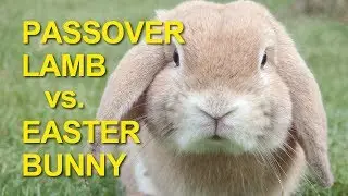 Passover Lamb vs. Easter Bunny