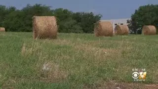 Farmer to keep farming in Farmers Branch