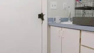 Baby Roof Rat climbs straight up a wall!  Very Cool...