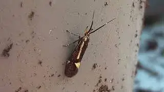 A Few Moths