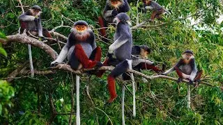 This Endangered Monkey is One of the World's Endangered Most Colorful Primates  Endangered 📽️ 2023