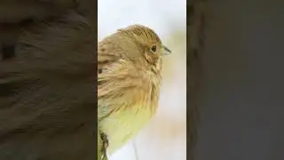 Trznadel | Yellowhammer
