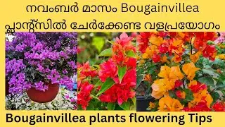 നവംബർ മാസം Bougainvillea plants ൽ കൊടുക്കേണ്ട വളപ്രയോഗം #Bougainvillea care#fertilizers#floweringtip