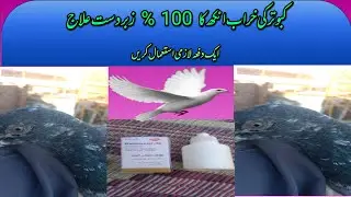 Pigeon ki damage eyes ka complete ahlaj | chakwal pigeon care |