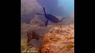 Coral City Camera | Cormorant Hunt 1 | 11.5.22