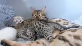 How to care of a  Bengal cat&rsquo;s litter. Totally gorgeousness.