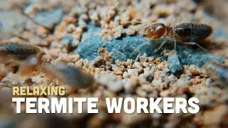 How termites work | 432hz - Healing | Deep Relaxing | Raise Positive (เสียงบำบัด เพื่อการพักผ่อน)